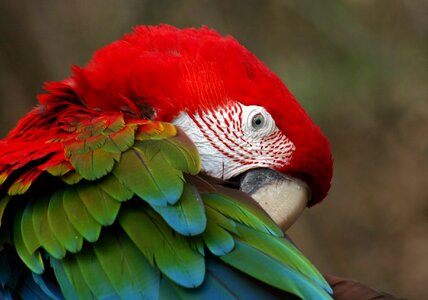 Parrot nature animal portrait photo