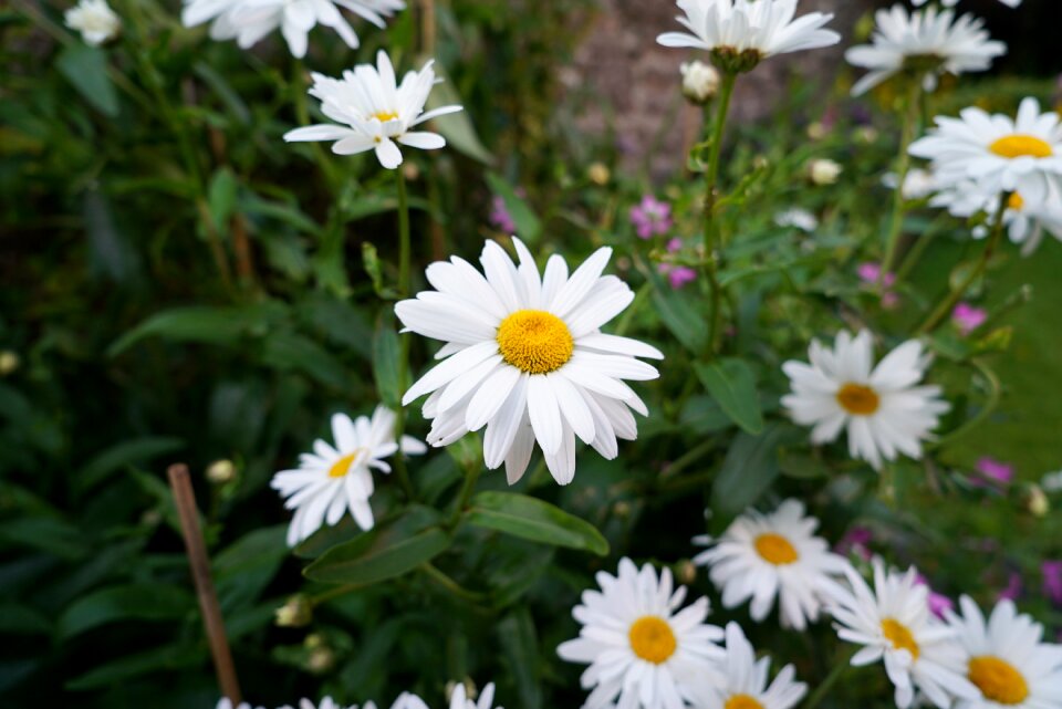 Nature spring flower