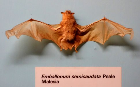 Emballonura semicaudata - Museo Civico di Storia Naturale Giacomo Doria - Genoa, Italy - DSC02547