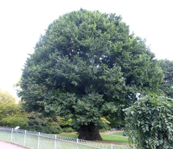 Elm Tree at Preston Park, Brighton (August 2013) (2)