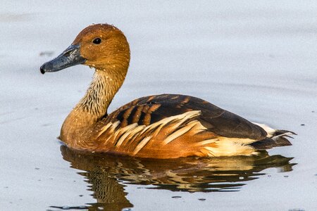 Bird ave aquatic
