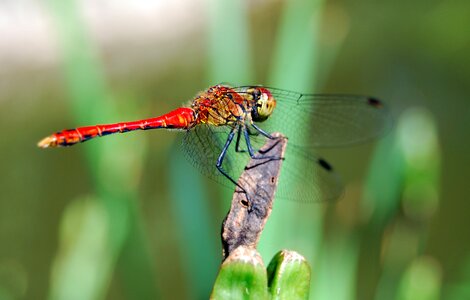 Insect red nature photo