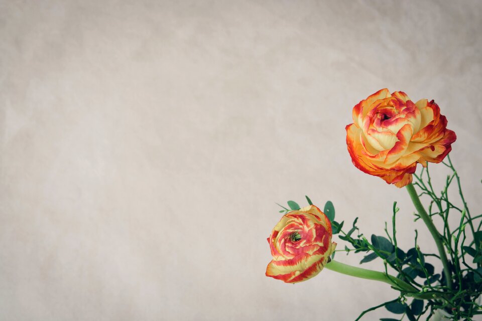 Orange ranunculus two flowers
