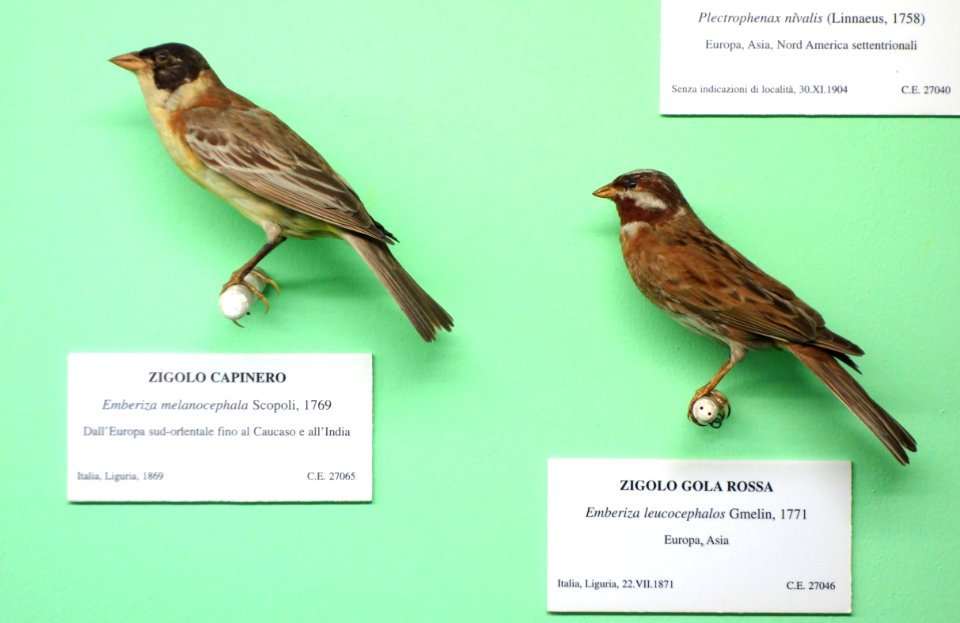 Emberiza melanocephala and Emberiza leucocephalos - Museo Civico di Storia Naturale Giacomo Doria - Genoa, Italy - DSC03074