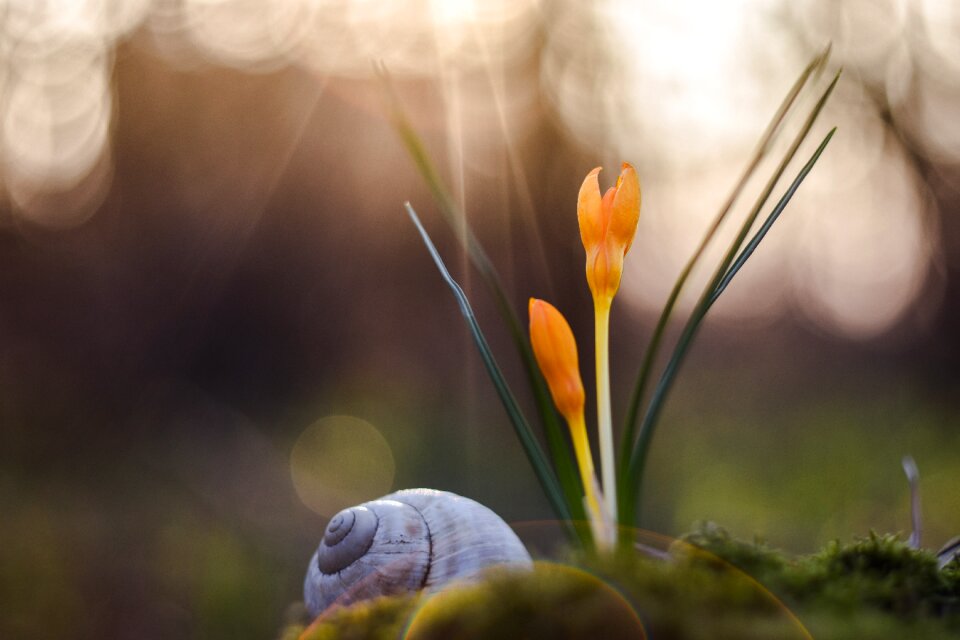 Close color spring