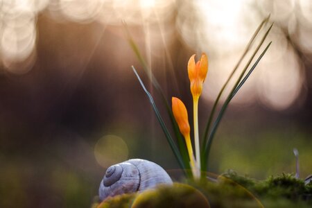 Close color spring