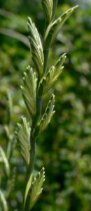 Elymus obtusiflorus IP0807034