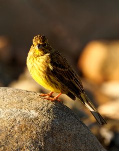 Emberiza citrinella Oulu Finland 2020-09-09 (2) photo