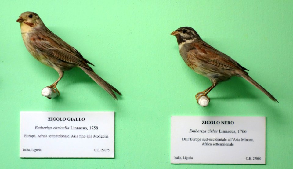 Emberiza citrinella and Emberiza cirlus - Museo Civico di Storia Naturale Giacomo Doria - Genoa, Italy - DSC03071