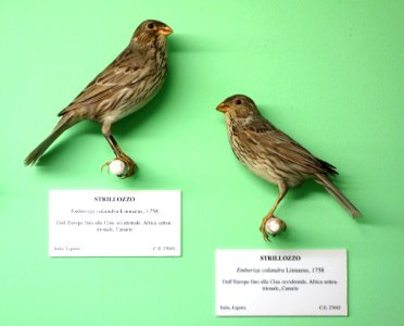 Emberiza calandra - Museo Civico di Storia Naturale Giacomo Doria - Genoa, Italy - DSC03069