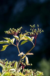 Plant berries sambucus