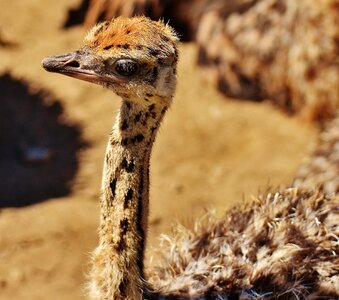 Cute funny animal