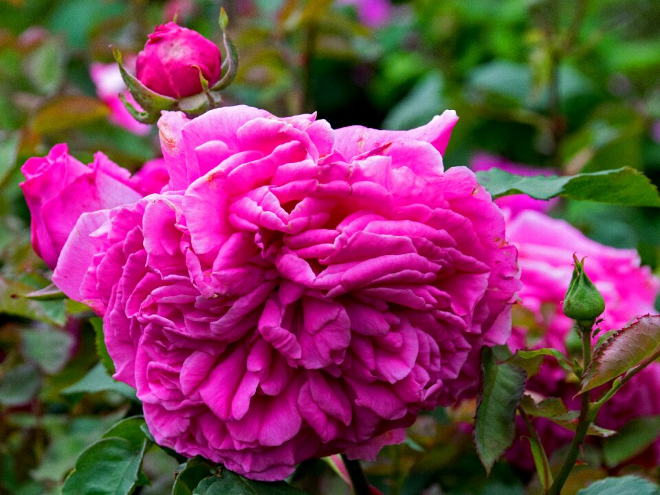 Historic rose remontant rose flowers