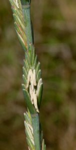 Elymus obtusiflorus IP0807042