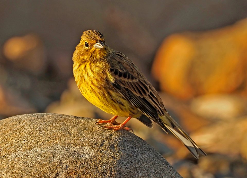 Emberiza citrinella Oulu Finland 2020-09-09