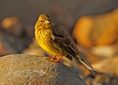 Emberiza citrinella Oulu Finland 2020-09-09