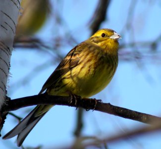 Emberiza citrinella Oulu 20110320