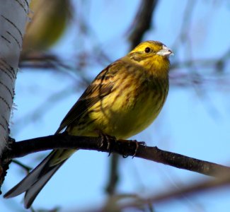 Emberiza citrinella Oulu 20110320 photo