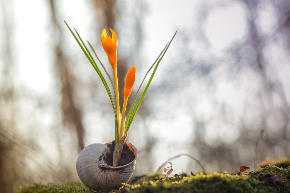 Close color spring