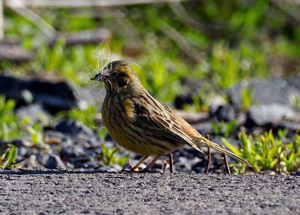 Emberiza citrinella Oulu Finland 2020-05-17