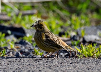 Emberiza citrinella Oulu Finland 2020-05-17 photo