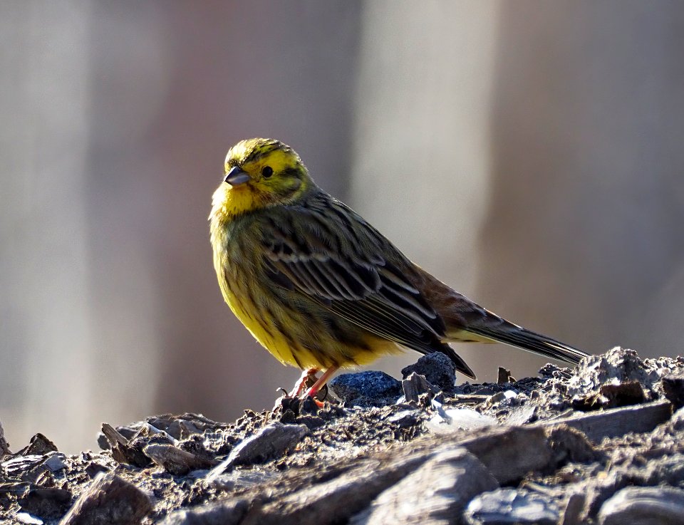 Emberiza citrinella Oulu Finland 2020-05-17 (2)