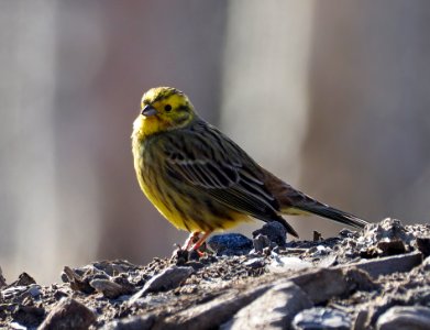 Emberiza citrinella Oulu Finland 2020-05-17 (2) photo