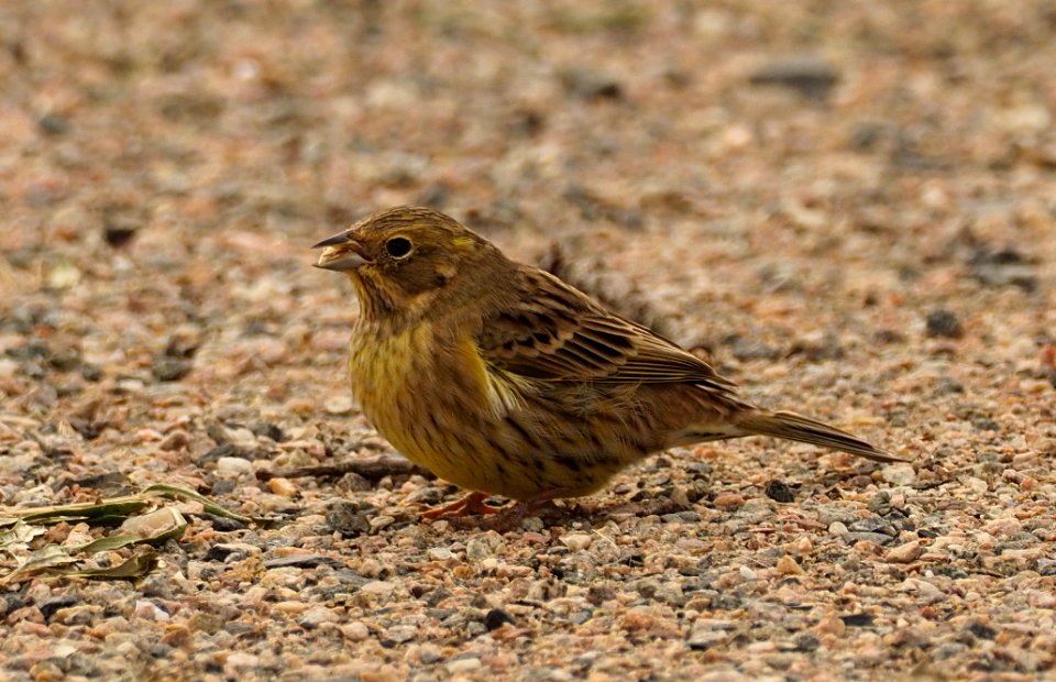 Emberiza citrinella Oulu Finland 2020-09-14