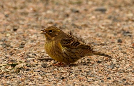 Emberiza citrinella Oulu Finland 2020-09-14