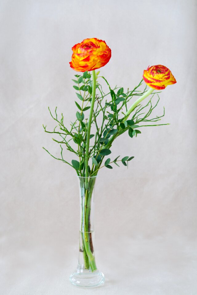 Orange ranunculus flowers two