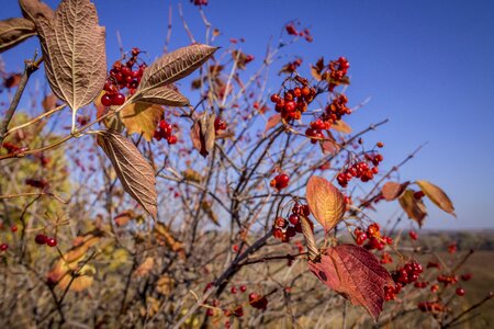 Berry red sky