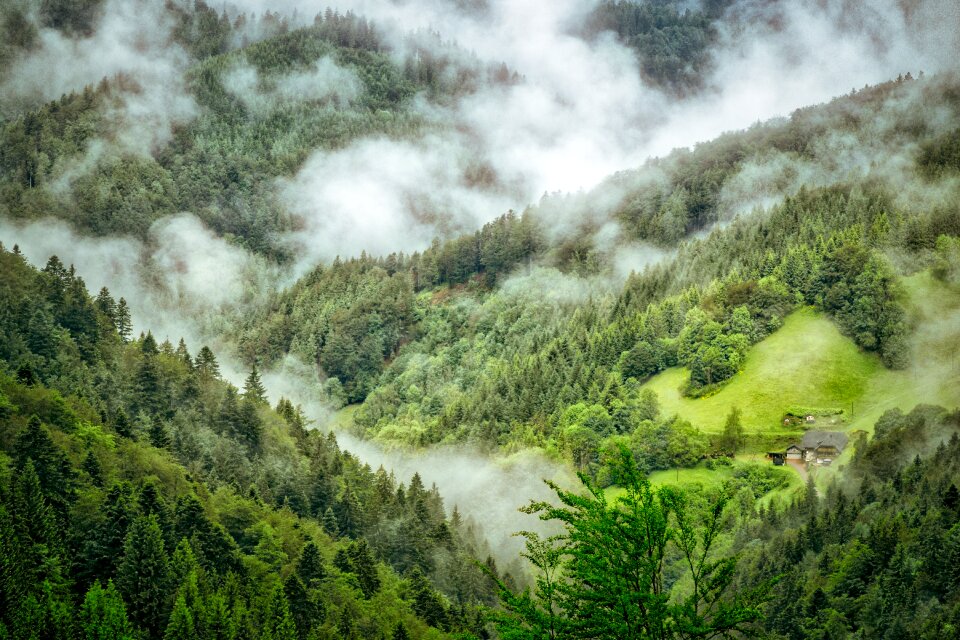 Mystical forest nature