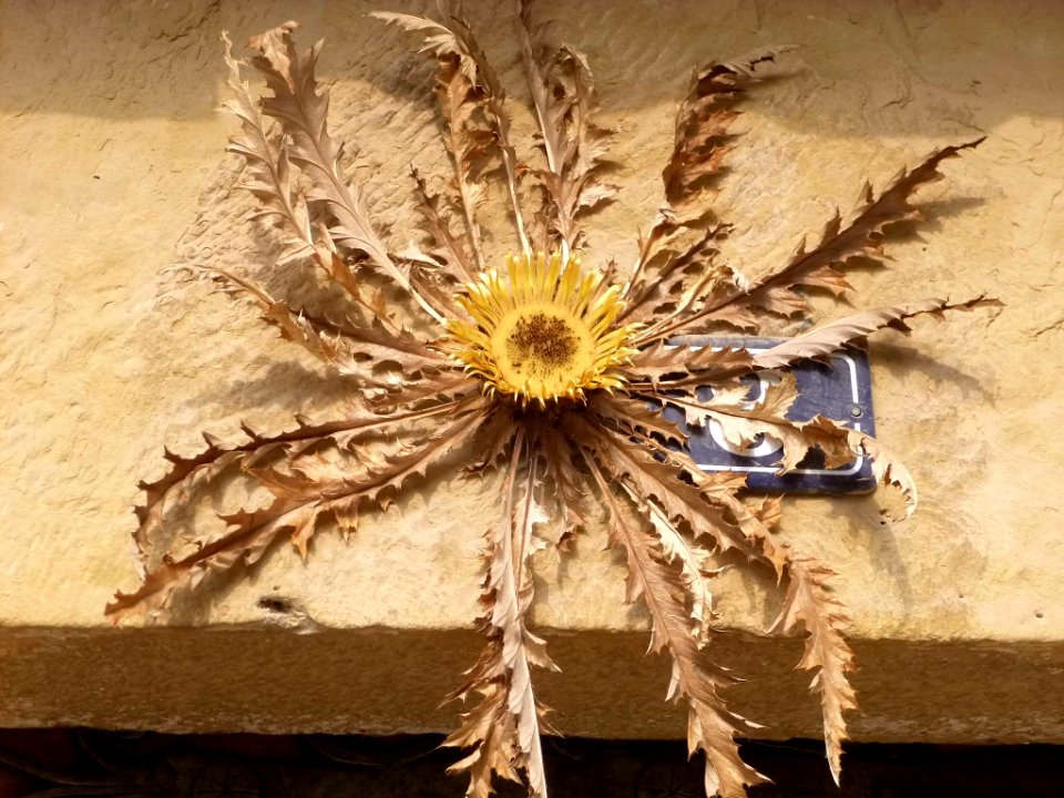 Elciego - Eguzki-lore (Flor del sol, amuleto apotropaico del folklore vasco) 3