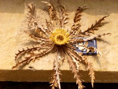 Elciego - Eguzki-lore (Flor del sol, amuleto apotropaico del folklore vasco) 3