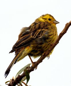 Emberiza citrinella Oulu Finland 2020-09-13 photo