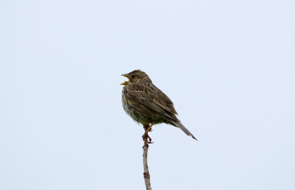 Emberiza calandra singing