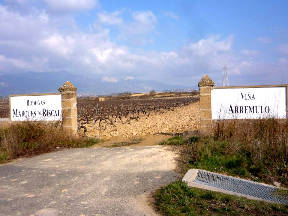 Elciego - viñedos 04