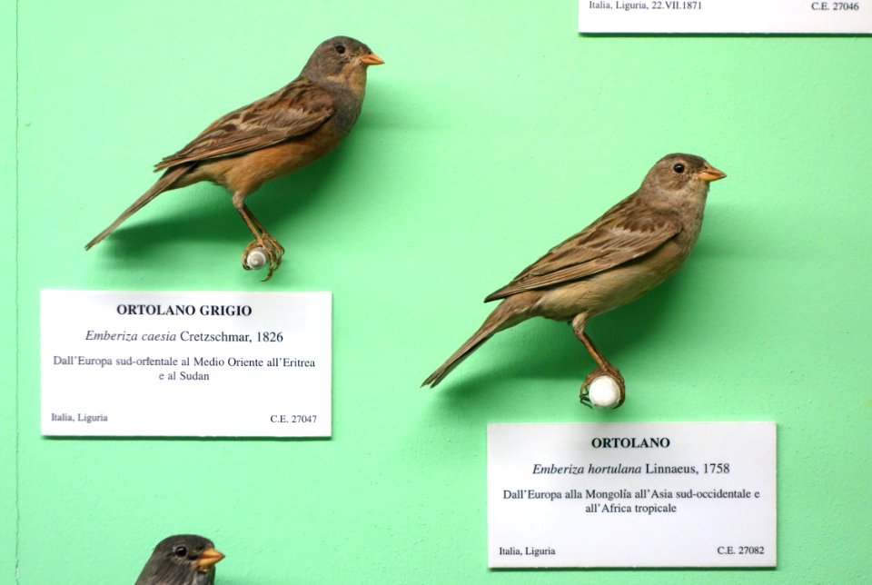 Emberiza caesia and Emberiza hortulana - Museo Civico di Storia Naturale Giacomo Doria - Genoa, Italy - DSC03075