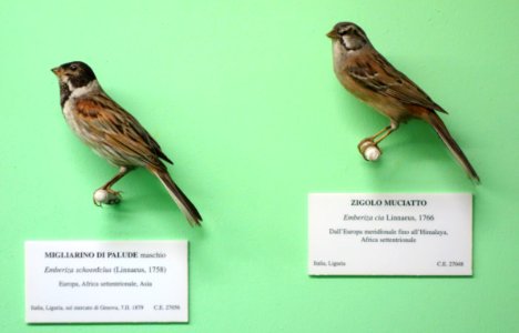 Emberiza schoeniclus (male) and Emberiza cia - Museo Civico di Storia Naturale Giacomo Doria - Genoa, Italy - DSC03072