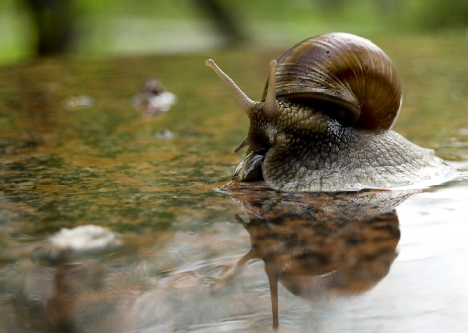 Green mirror snail