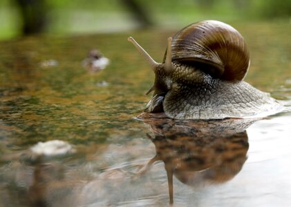 Green mirror snail photo