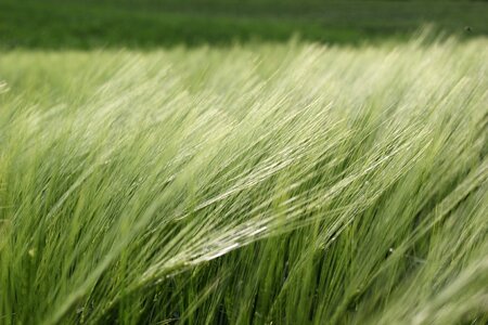 Cereals plant growth photo