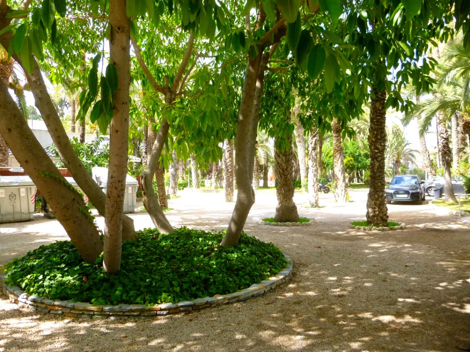Elche - Parque Municipal 06