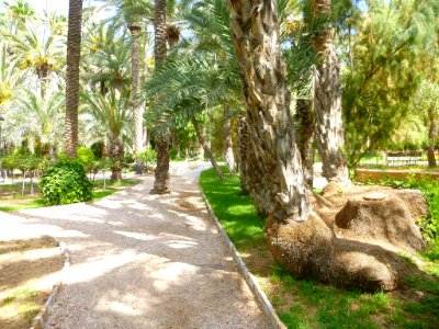 Elche - Parque Municipal 01