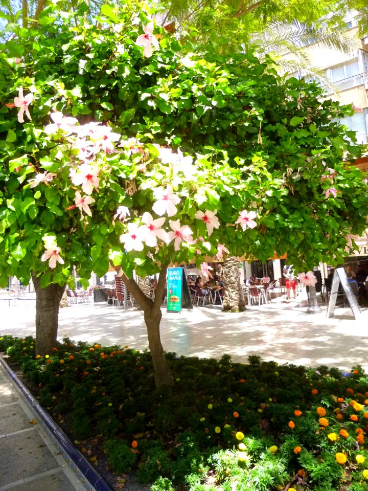Elche - Plaza de la Glorieta 16