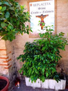 Elche - Replaceta Stmo. Cristo de Zalamea 2