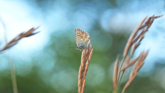 Polyommatus coridon males common blue