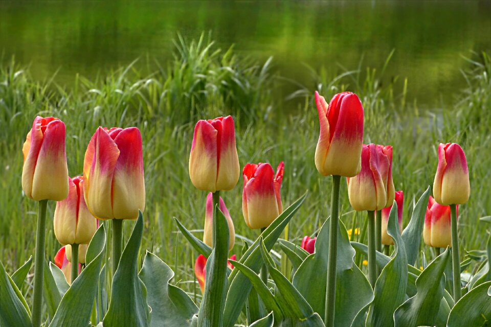 Tulipa yellow red spring