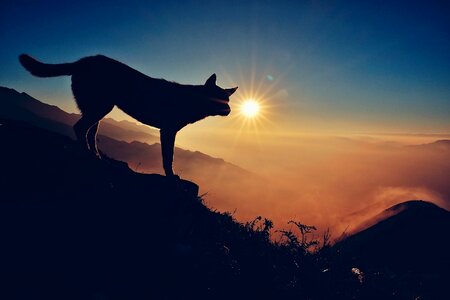 Mountain high scenery dog