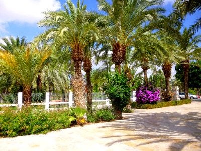 Elche - Paseo de la Estación 2